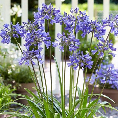 Agapanthus africanus 'Ever Sapphire' Szerelemvir&aacute;g