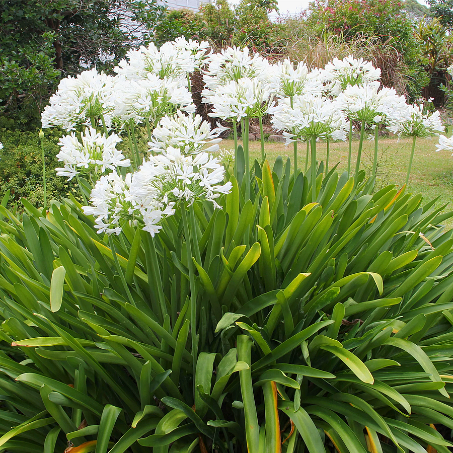 Agapanthus africanus 'Ever White' Szerelemvir&aacute;g