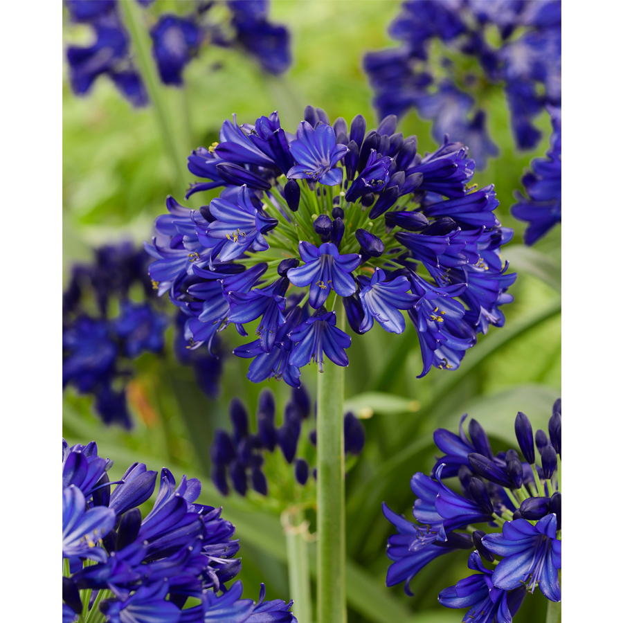 Agapanthus africanus 'Everpanthus Midnight Sky' Szerelemvir&aacute;g