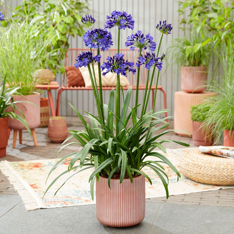 Szerelemvir&aacute;g Agapanthus africanus 'Everpanthus Midnight Sky'