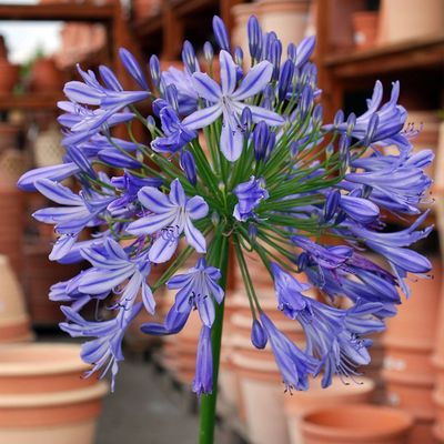 Agapanthus africanus 'Lapis Lazuli' Szerelemvirág