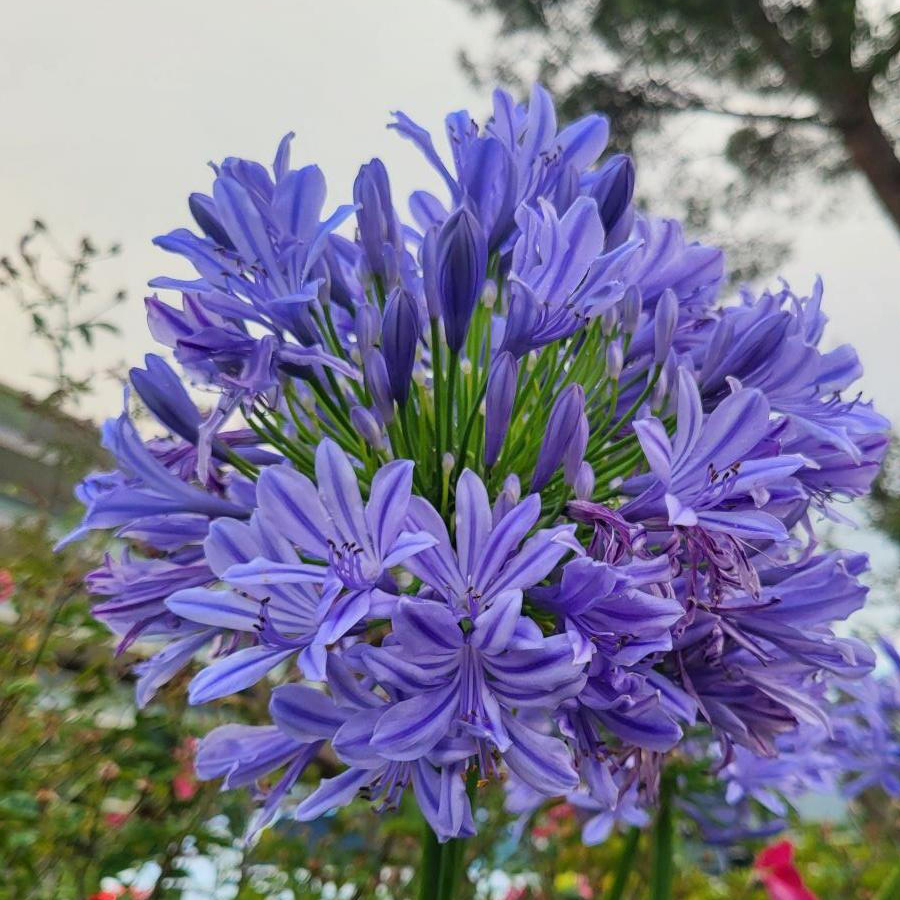 Agapanthus africanus 'Pitchoune Blue' Szerelemvir&aacute;g