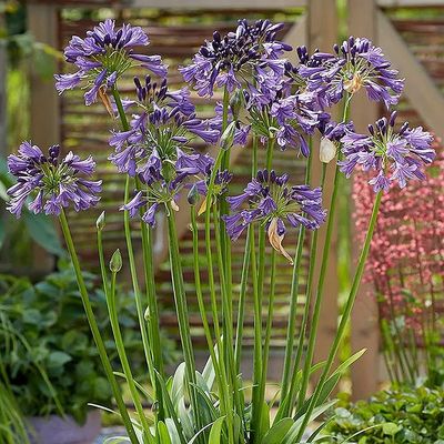 Agapanthus africanus 'Poppin Purple' Szerelemvirág