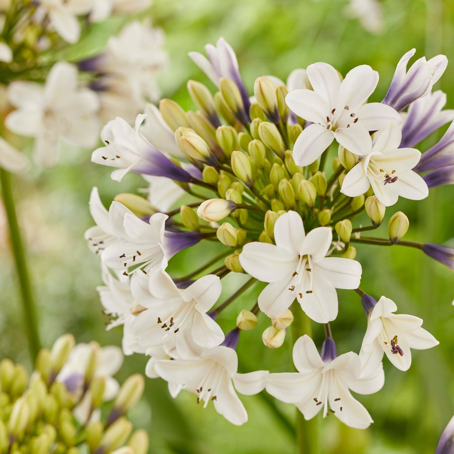Agapanthus africanus 'Everpanthus Sparkle' Szerelemvir&aacute;g