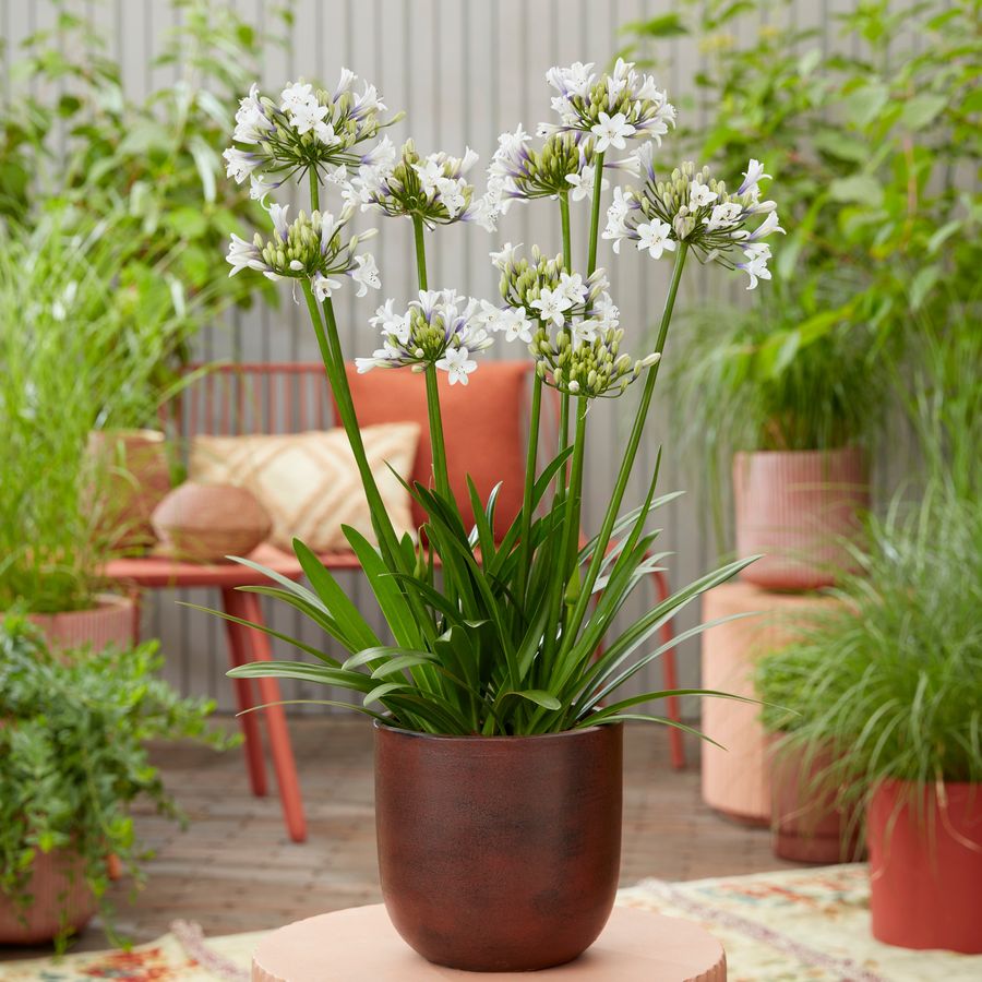 Szerelemvir&aacute;g Agapanthus africanus 'Everpanthus Sparkle'