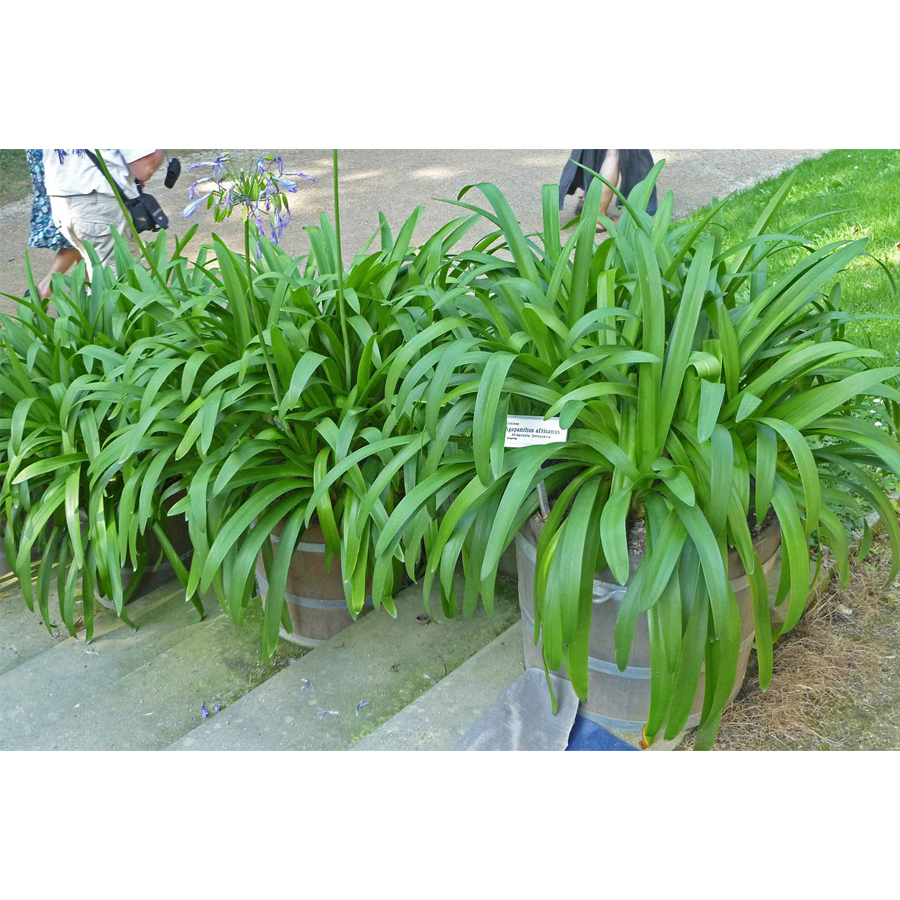 Szerelemvirág Agapanthus africanus 'Timaru'