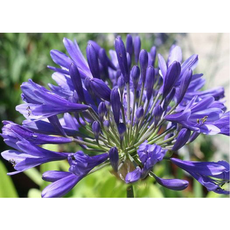 Agapanthus africanus 'Timaru' Szerelemvirág