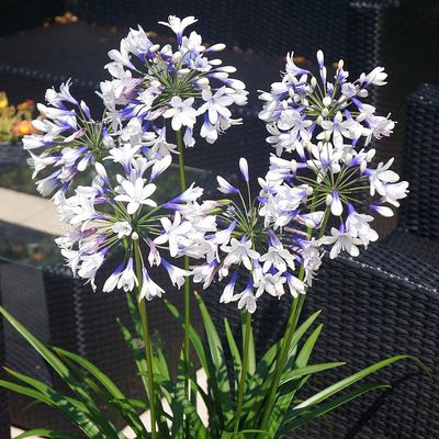 Agapanthus africanus 'Twister' Szerelemvirág