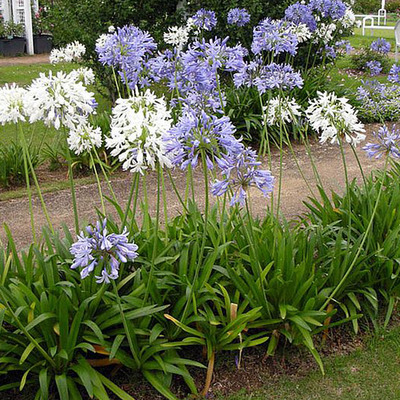Agapanthus africanus Szerelemvirág