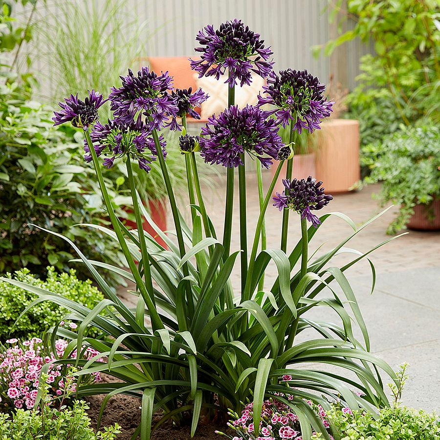 Szerelemvirág Agapanthus 'Black Jack'
