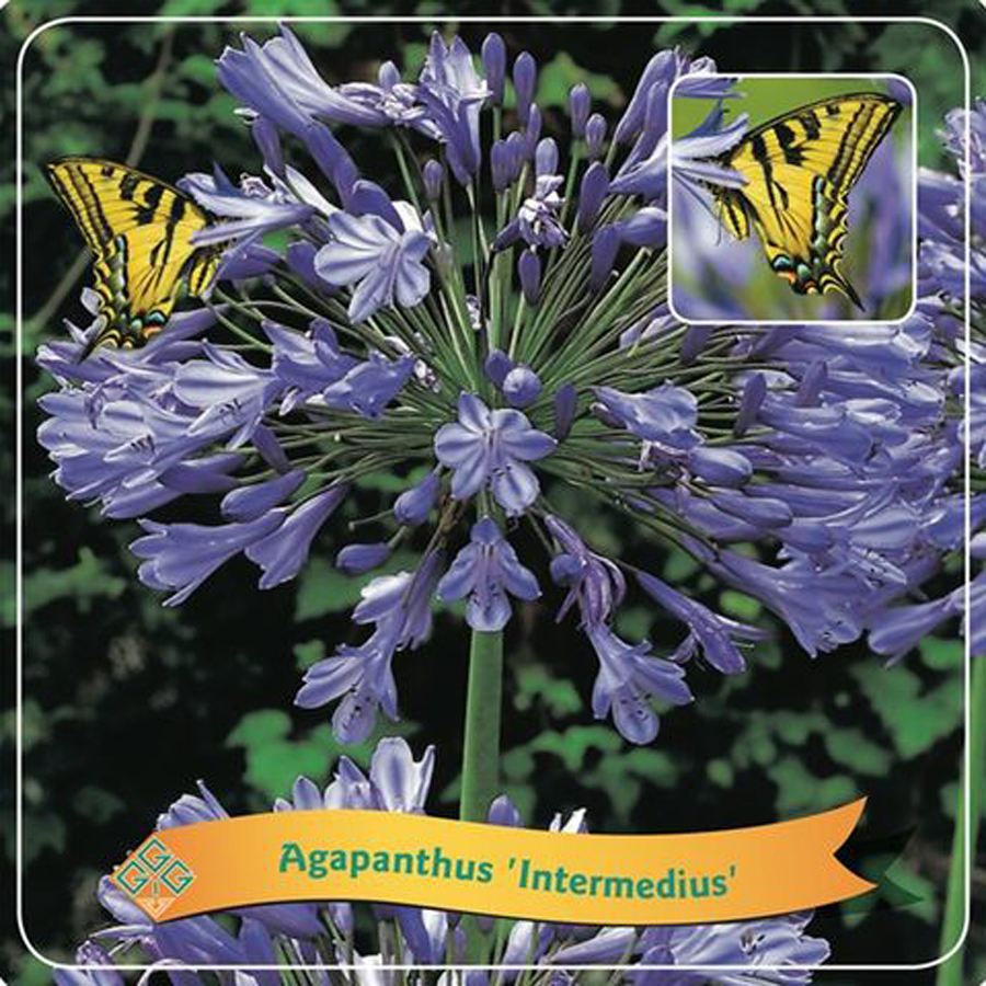 Agapanthus 'Intermedius' Szerelemvir&aacute;g