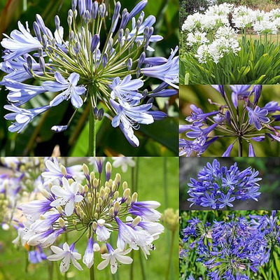 Agapanthus mix Szerelemvirág