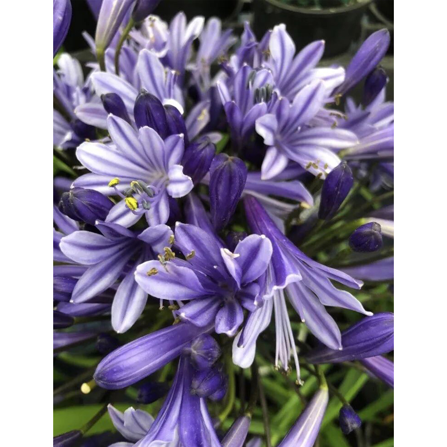 Agapanthus 'Tornado' Szerelemvirág