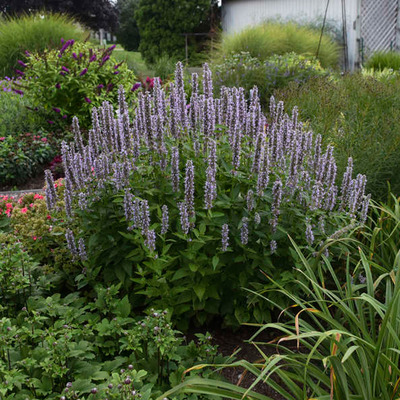 Agastache foeniculum 'Blue Fortune' Izsóp