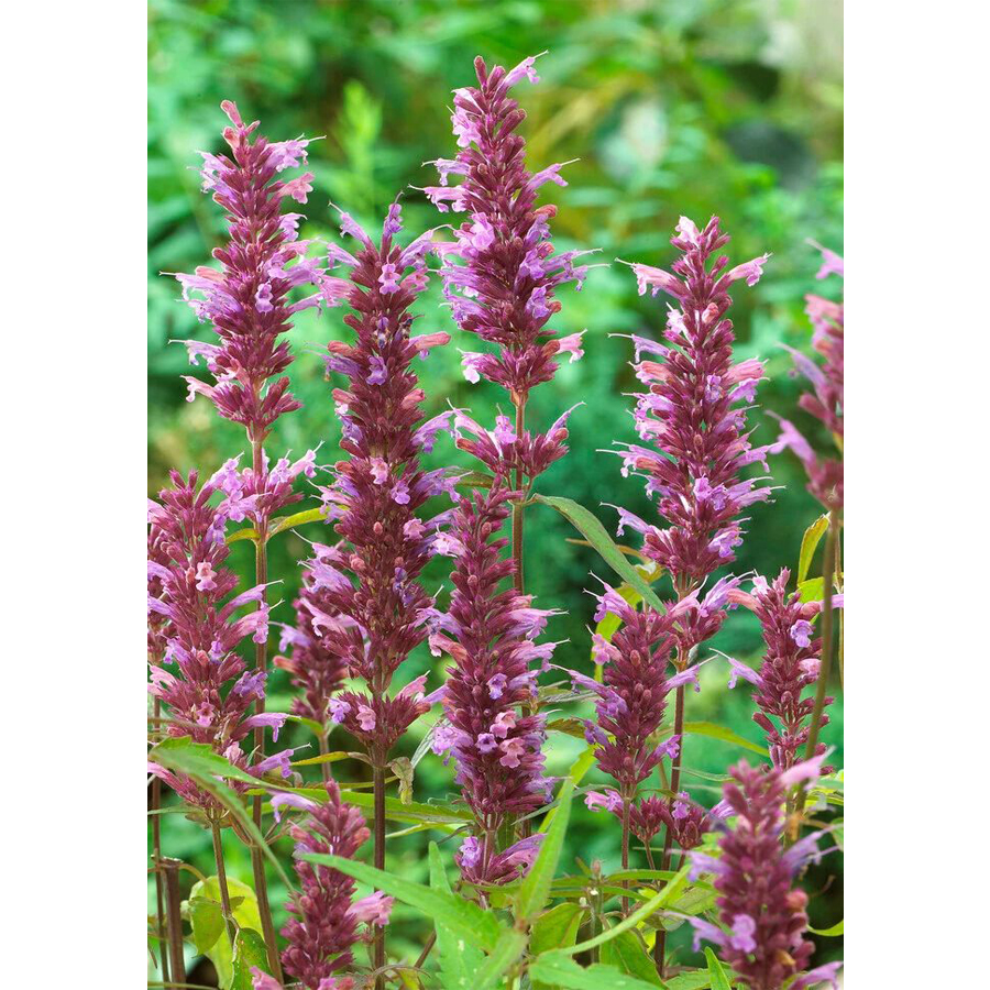 Agastache 'Linda' Izs&oacute;p