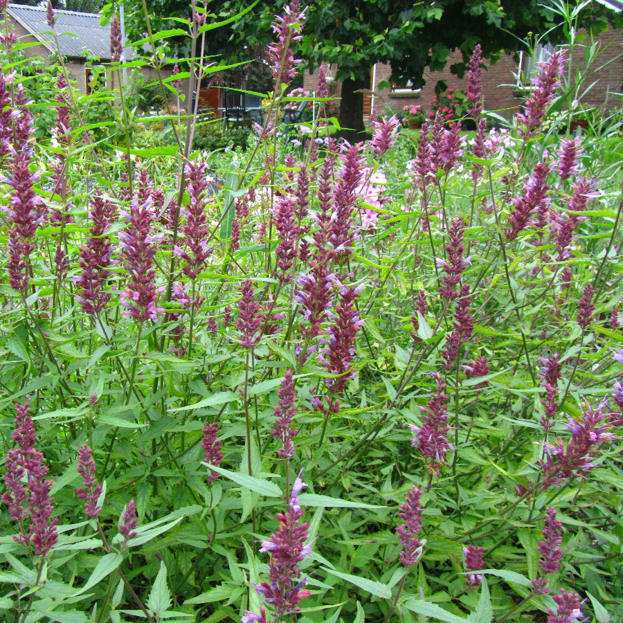 Izs&oacute;p Agastache 'Linda'