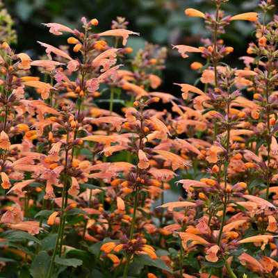 Agastache 'Mango Tango' Izs&oacute;p