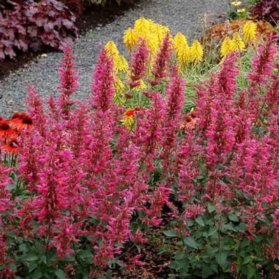 Agastache 'Morello' Izsóp