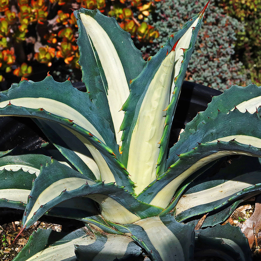 Agave americana 'Mediopicta' Agávé