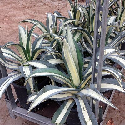 Agávé Agave americana 'Mediopicta'