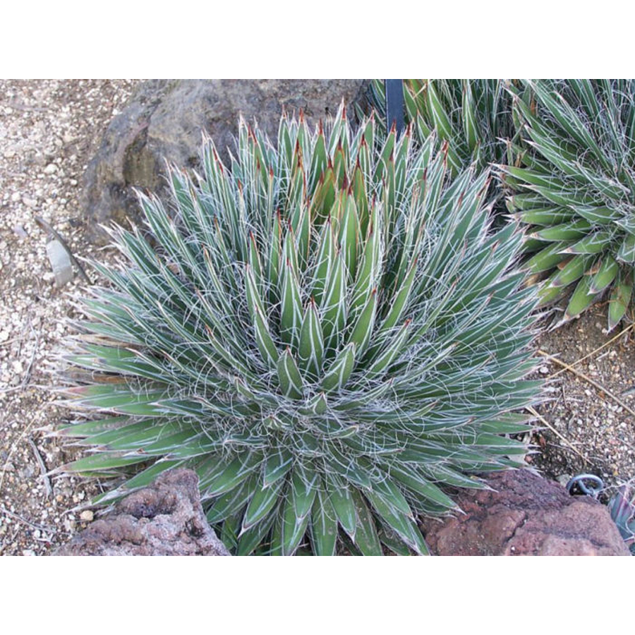 Agave filifera Agávé