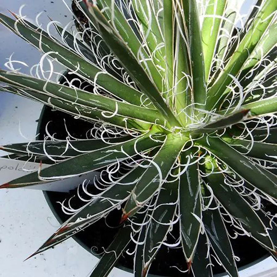 Agávé Agave filifera