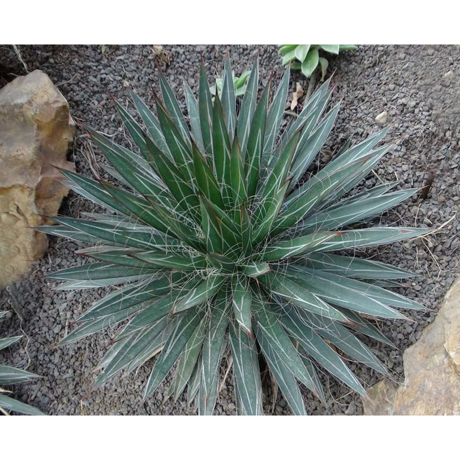 Agávé Agave filifera