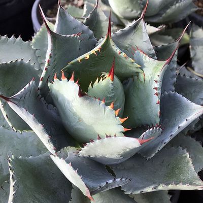 Télálló agávé Agave parryi