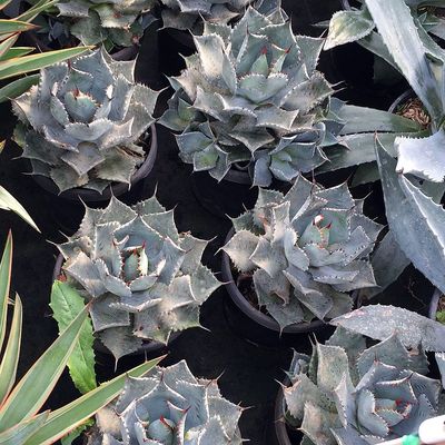 Agave parryi T&eacute;l&aacute;ll&oacute; ag&aacute;v&eacute;