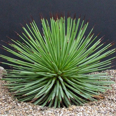 Agave striata Agávé