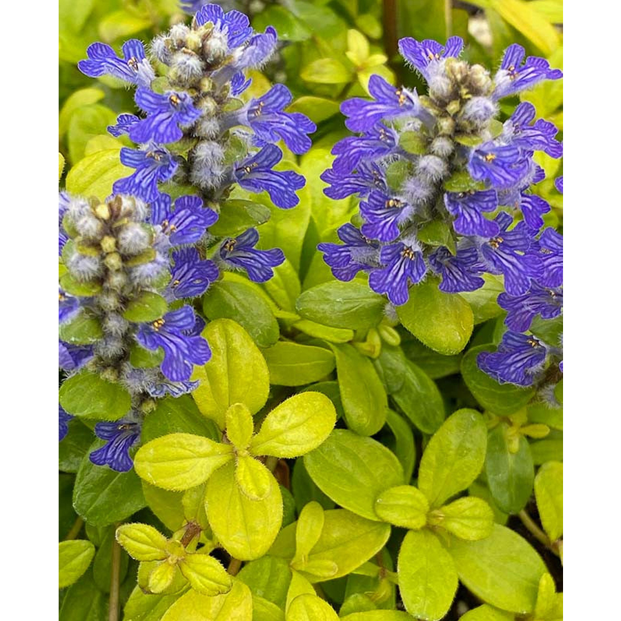 Ajuga 'Cordial Canary' Ind&aacute;s &iacute;nfű