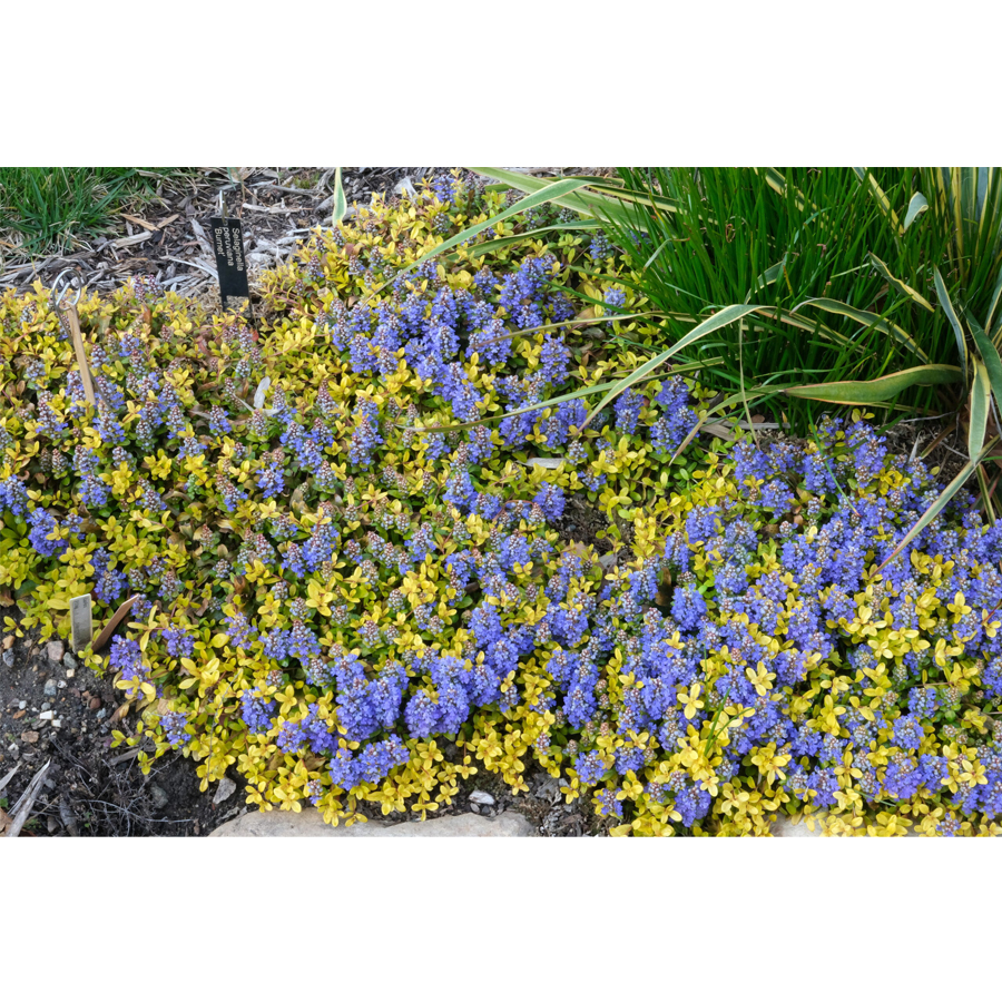 Ind&aacute;s &iacute;nfű Ajuga 'Cordial Canary'