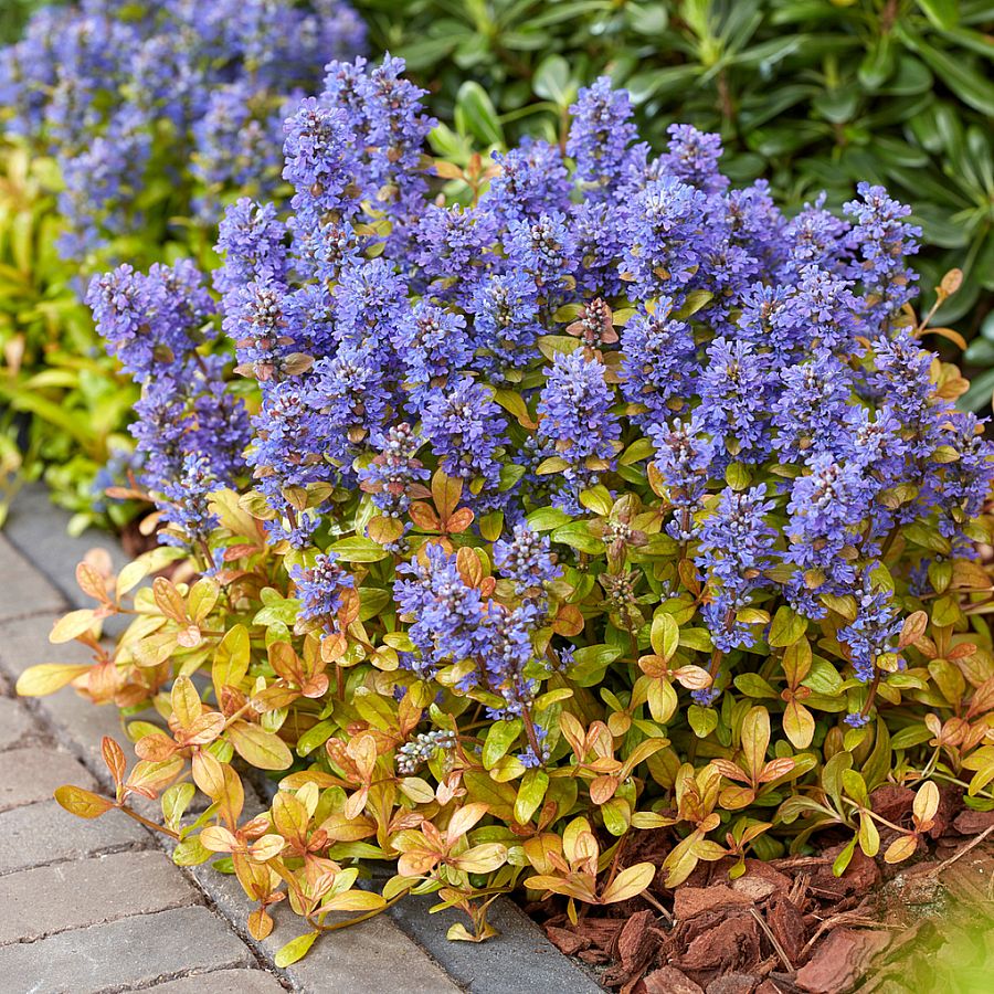 Ind&aacute;s &iacute;nfű Ajuga 'Fancy Finch'