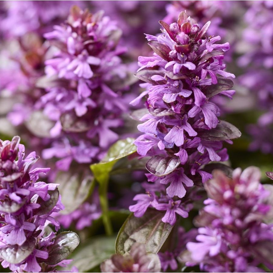 Ajuga 'Midnight Mystery' Ind&aacute;s &iacute;nfű