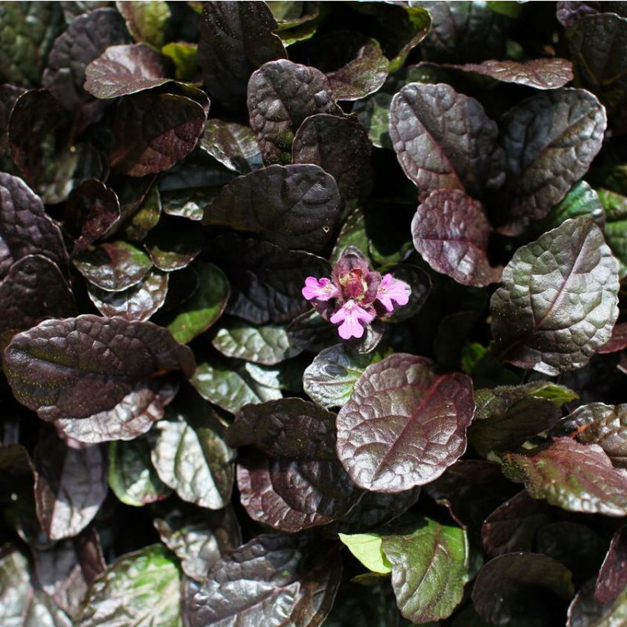 Ind&aacute;s &iacute;nfű Ajuga 'Midnight Mystery'