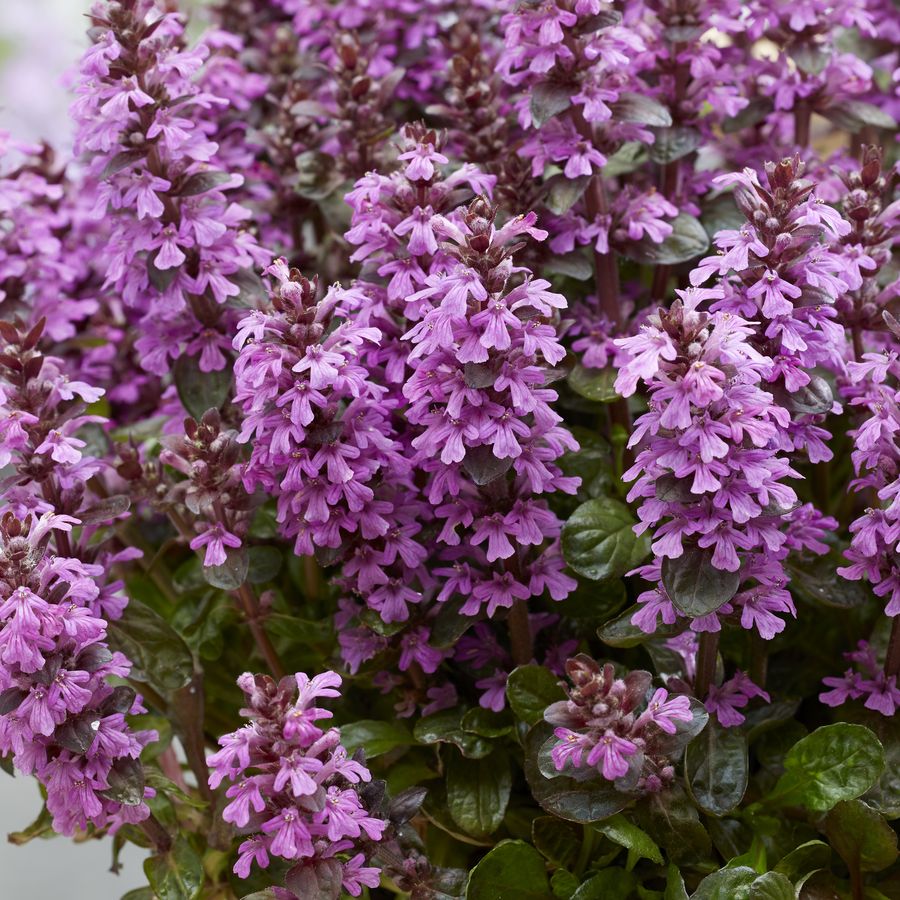 Ind&aacute;s &iacute;nfű Ajuga 'Midnight Mystery'