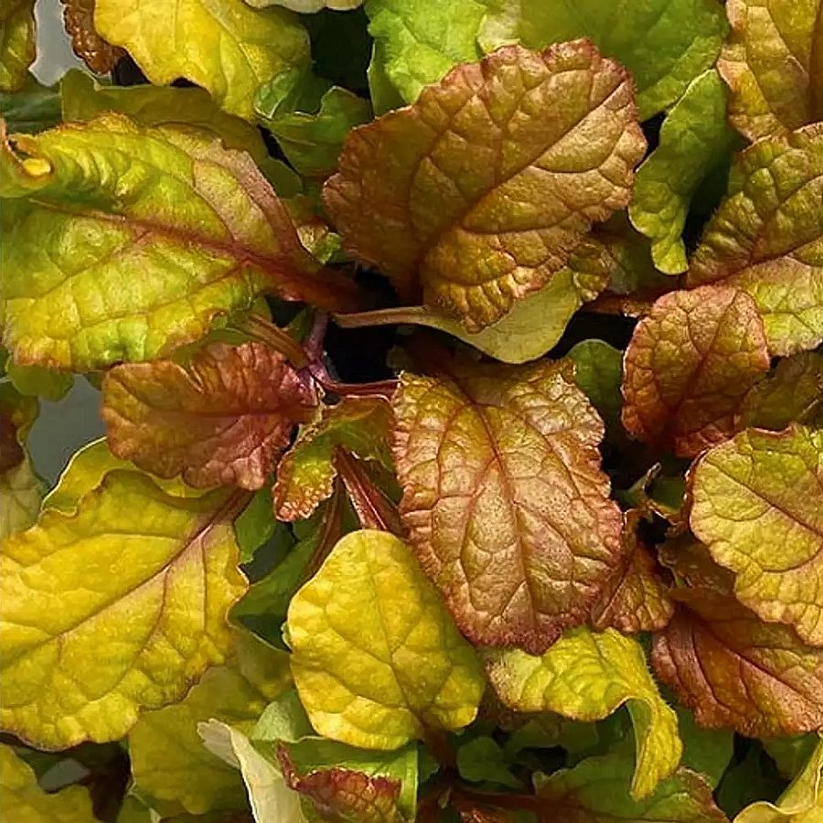 Ajuga reptans 'Best Buddies Caramel' Indás ínfű