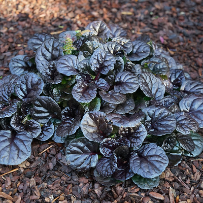 Indás ínfű Ajuga reptans 'Black Scallop'