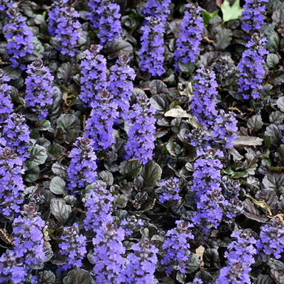 Ajuga reptans 'Black Scallop' Indás ínfű