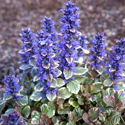 Ajuga reptans 'Burgundy Glow' Ind&aacute;s &iacute;nfű