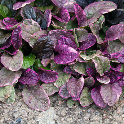 Indás ínfű Ajuga reptans 'Burgundy Glow'