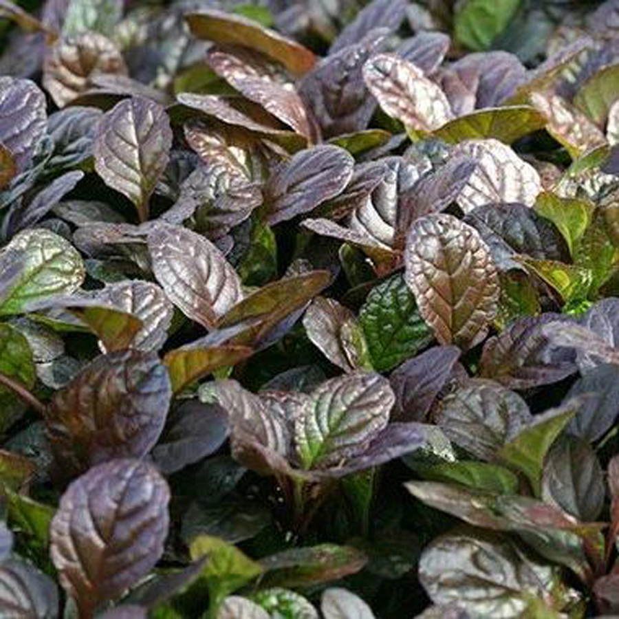 Ajuga reptans 'Elmblut' Ind&aacute;s &iacute;nfű