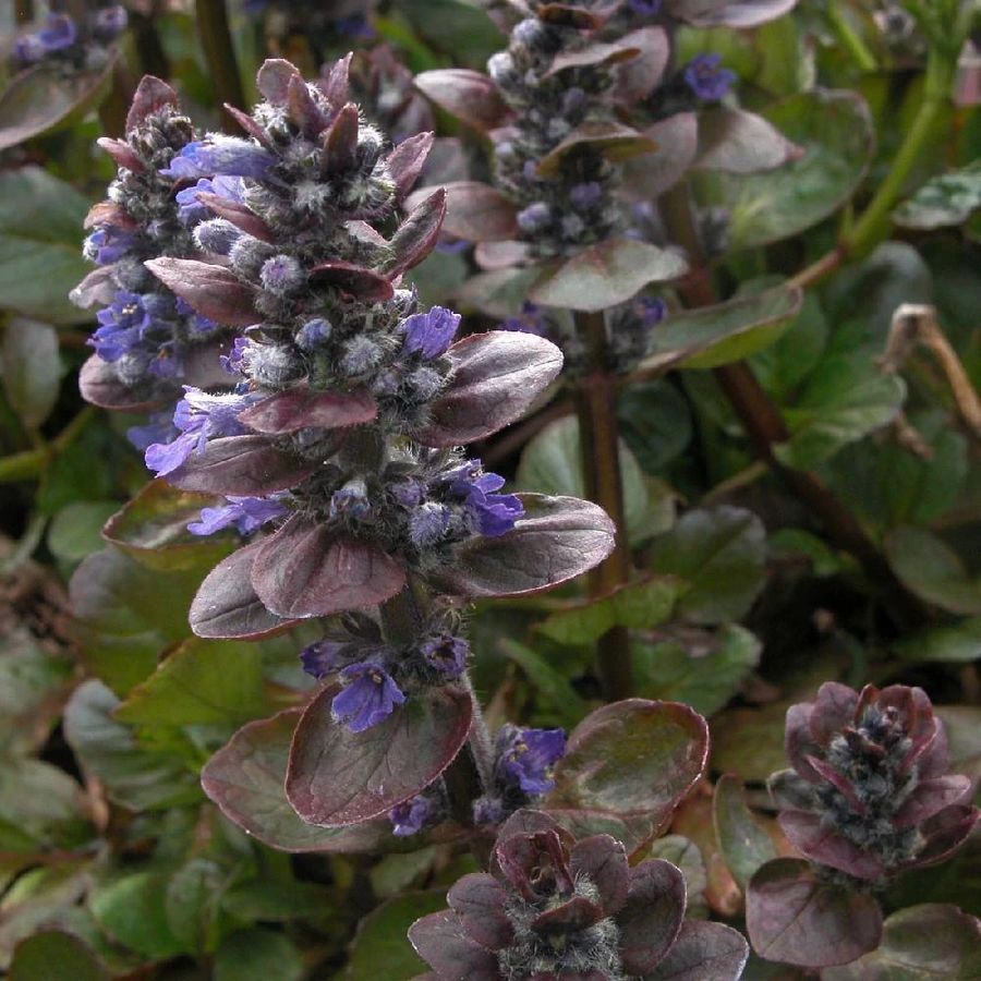 Ind&aacute;s &iacute;nfű Ajuga reptans 'Elmblut'