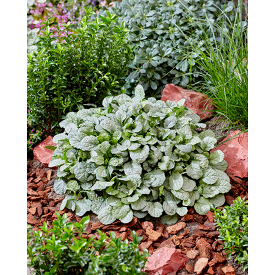 Ajuga reptans 'Princess Elsa' Indás ínfű