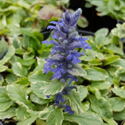 Indás ínfű Ajuga reptans 'Variegata'