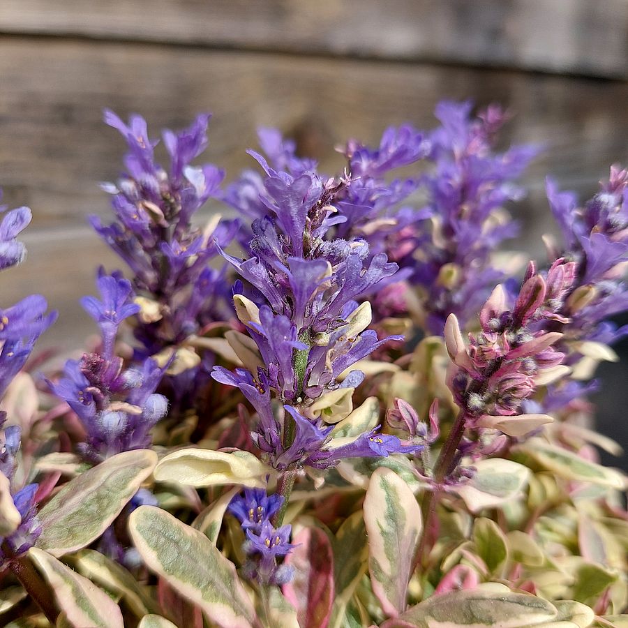 Indás ínfű Ajuga tenorei 'Princess Nadia'