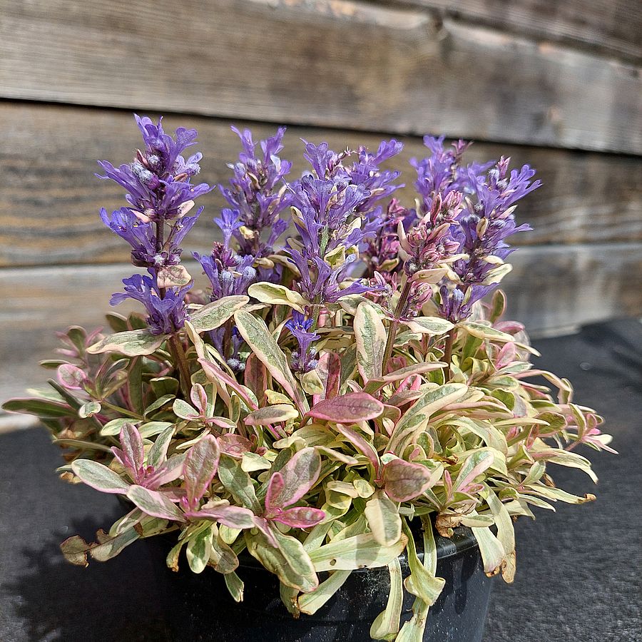 Ajuga tenorei 'Princess Nadia' Indás ínfű