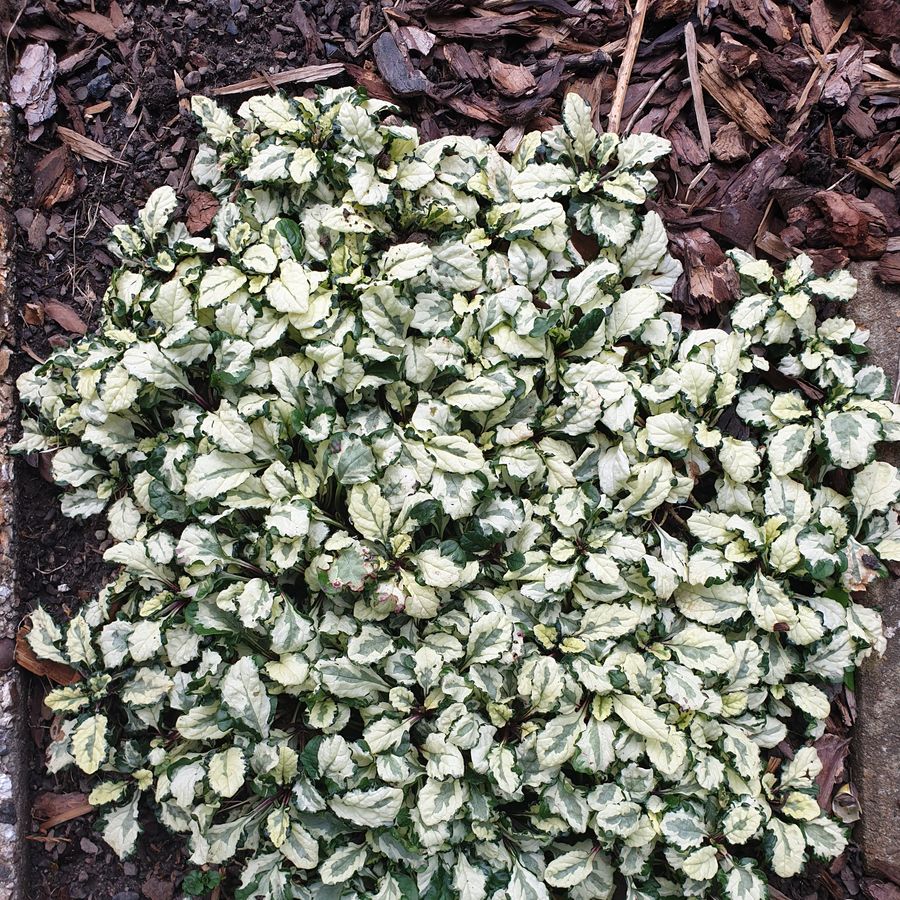 Ind&aacute;s &iacute;nfű Ajuga tenorei 'Princess Leia'