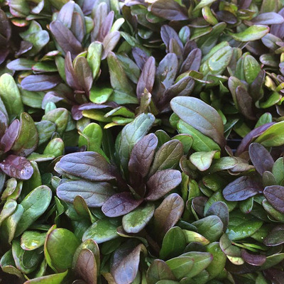 Ajuga tenorii 'Chocolate Chip' Ind&aacute;s &iacute;nfű