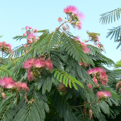 Albizia julibrissin Rózsaszín selyemakác